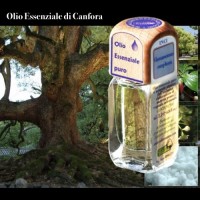 Puro olio essenziale d'origine convenzionale di CANFORA (Cinnamomum camphora)