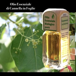 Puro olio essenziale d'origine BIOLOGICA di CANNELLA FOGLIE (Cinnamomum cassia)