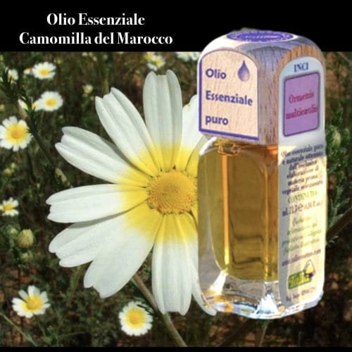 Puro olio essenziale d'origine convenzionale di CAMOMILLA MAROCCO (Ormenis multicaulis)